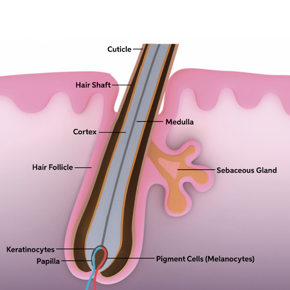 Graphic showing the structure of a hair fiber, featuring the follicle, shaft and cuticle, as well as pigment cells and the sebaceous gland.