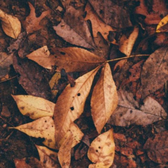 Pile of brown autumn leaves.