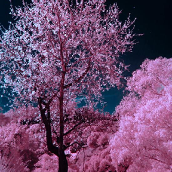 Image of pink blossom tree 
