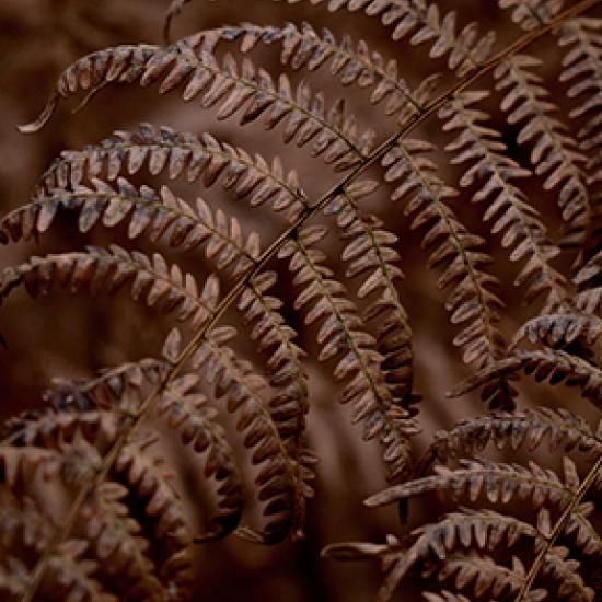 Image of brown leaves