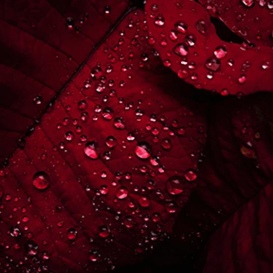 close up of red leaf with water drops 