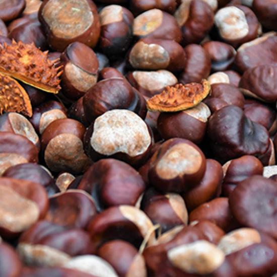 bunch of chestnuts