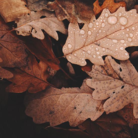 Viele braune Herbstblätter