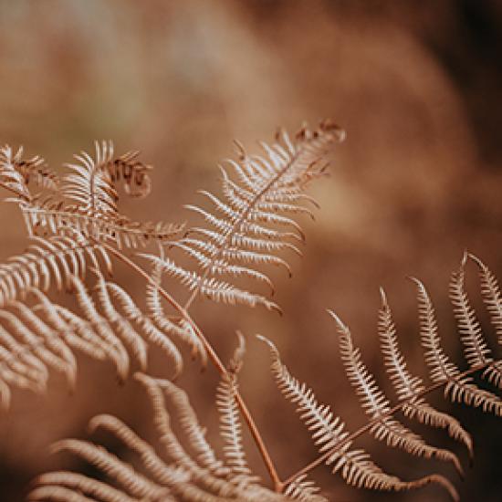 close up of a dried fern plant