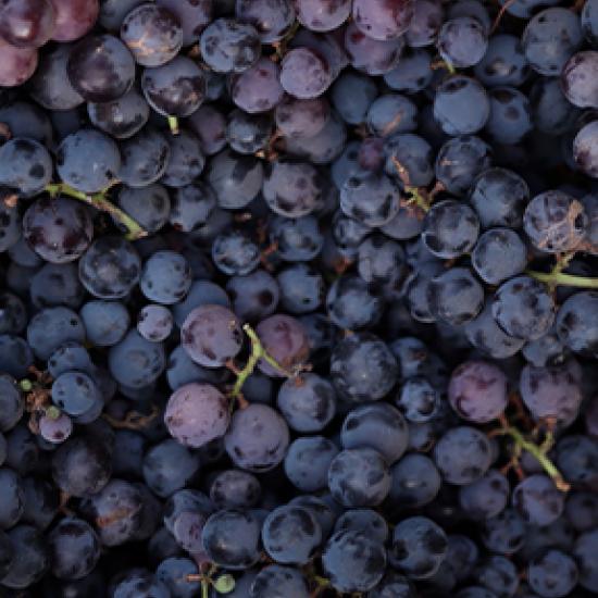 Close-up image of purple grapes. 