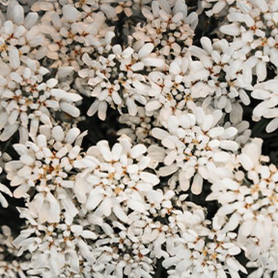 Weiße Blumen.