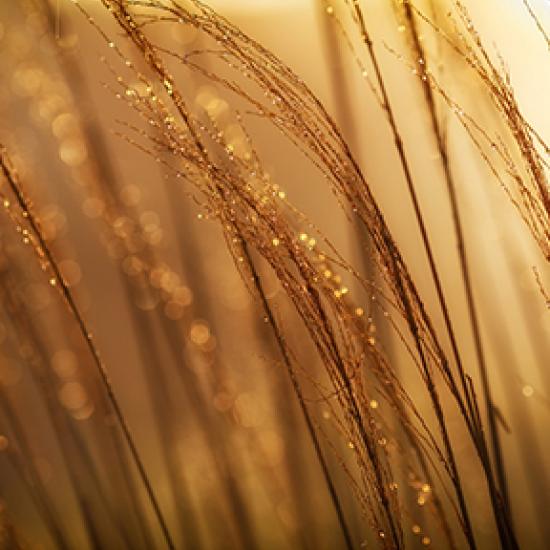Nahaufnahme von goldenen Zweigen auf einem Feld.