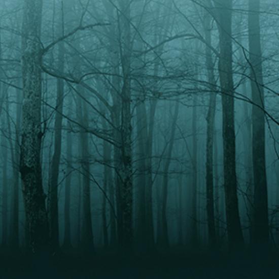 Image of trees in the forest