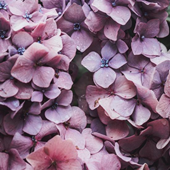 Close-up of lilac flowers.