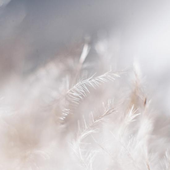 White feathers