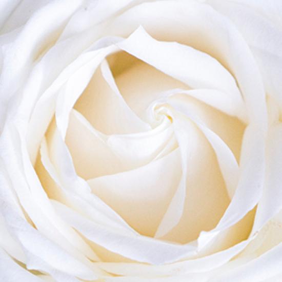 Inside of a white rose