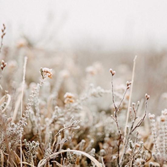 Image of crops 