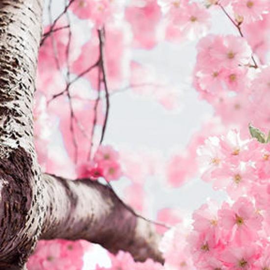 Pink flowers on tree