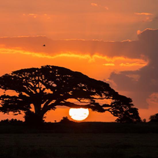 Image of red sunset with black tree in front 