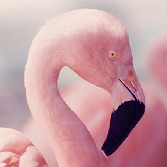 Image of pink flamingo head