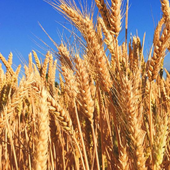 golden specks of wheat